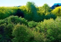 辉煌燃气灶售后查询助手阐释：燃气灶换新指南：如何选择合适的燃气灶